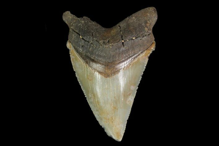 Serrated, Fossil Megalodon Tooth - North Carolina #130046
